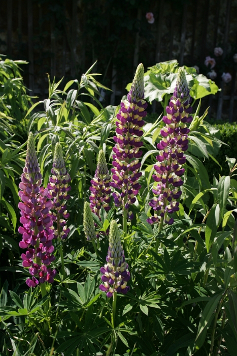 Iris Vullierens - 023